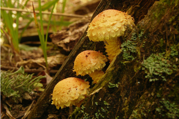 šupinovka ohnivá - o dva dni neskôr Pholiota flammans (Batsch) P. Kumm.