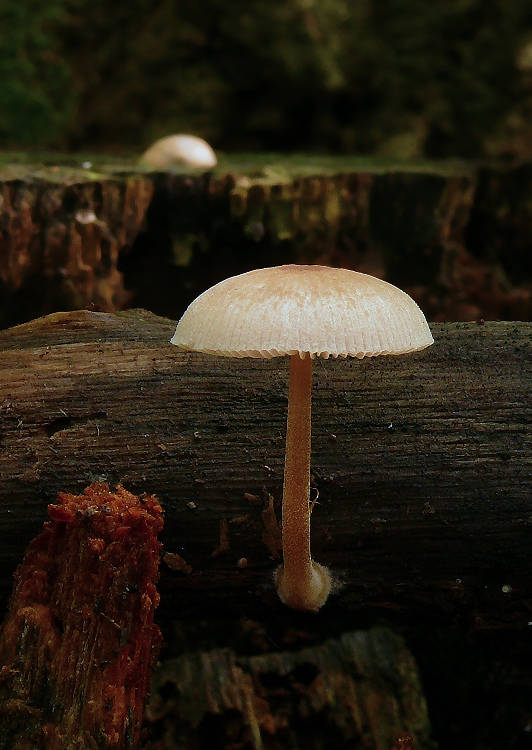 štítovka Pluteus sp.