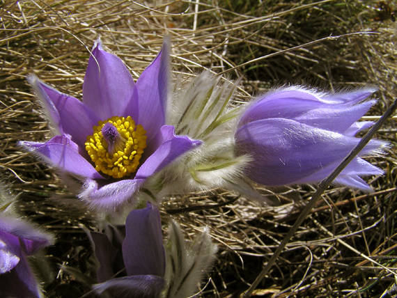 poniklec veľkokvetý Pulsatilla grandis Wender.