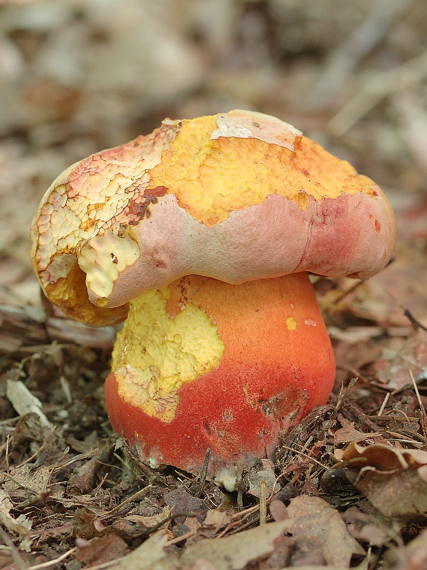 hríb Le Galovej Rubroboletus legaliae (Pilát & Dermek) Della Maggiora & Trassin.