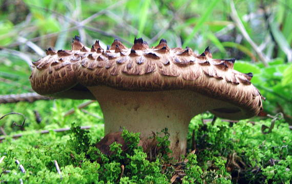 jelenkovec škridlicovitý Sarcodon imbricatus (L.) P. Karst.