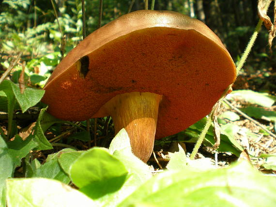 hríb zrnitohlúbikový Sutorius luridiformis (Rostk.) G. Wu & Zhu L. Yang