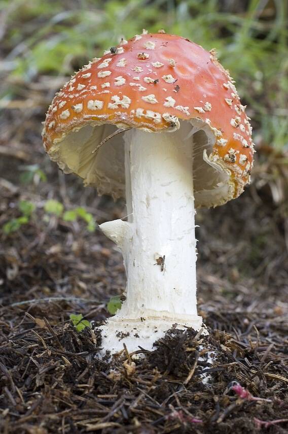 muchotrávka červená Amanita muscaria (L.) Lam.