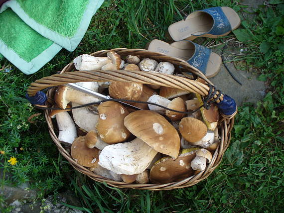 hríb smrekový Boletus edulis Bull.