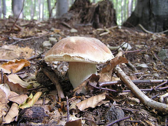 hríb smrekový Boletus edulis Bull.