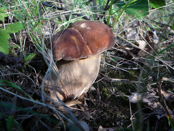 hríb smrekový Boletus edulis Bull.