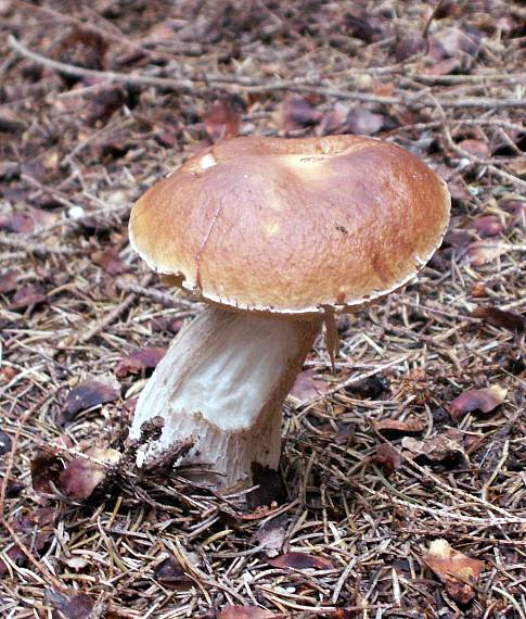 hríb smrekový Boletus edulis Bull.