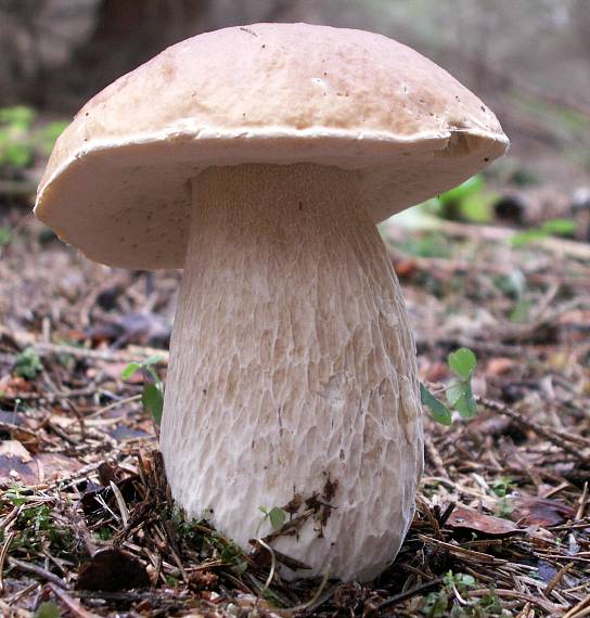 hríb smrekový Boletus edulis Bull.