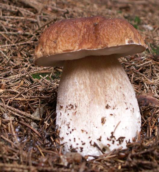 hríb smrekový Boletus edulis Bull.