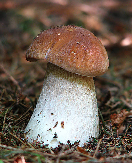 hríb smrekový Boletus edulis Bull.