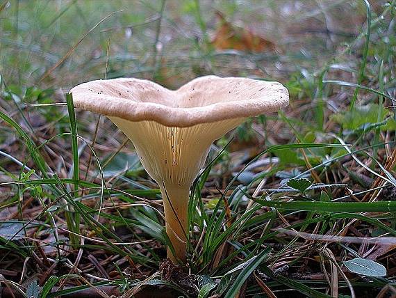 strmuľka lievikovitá Clitocybe gibba (Pers.) P. Kumm.