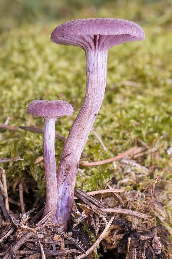 lakovka ametystová Laccaria amethystina (Huds.) Cooke