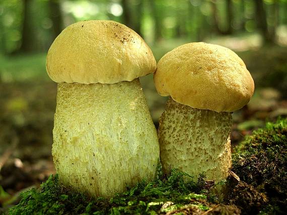 kozák žltopórový Leccinellum crocipodium (Letell.) Della Maggiora & Trassinelli