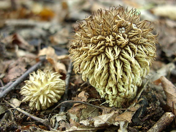 prášnica pichliačová Lycoperdon echinatum Pers.