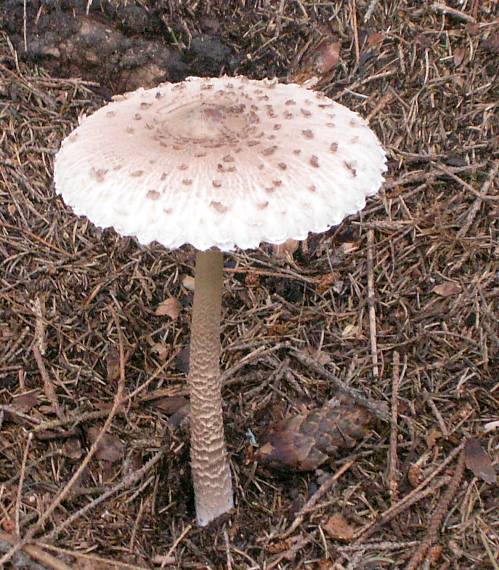 bedľa vysoká Macrolepiota procera (Scop.) Singer