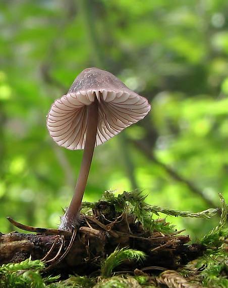 prilbička červenoobrúbená Mycena rubromarginata (Fr.) P. Kumm.