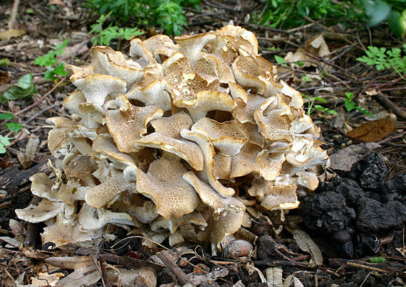 trúdnik klobúčkatý Polyporus umbellatus (Pers.) Fr.