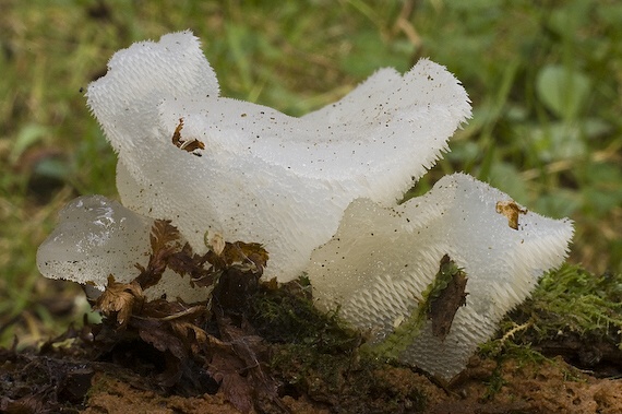 pajelenka želatínová Pseudohydnum gelatinosum (Scop.) P. Karst.