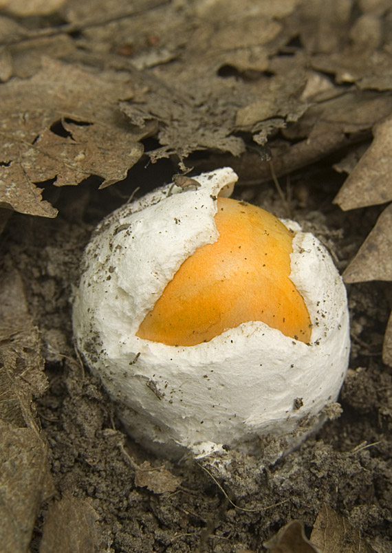 muchotrávka cisárska Amanita caesarea (Scop.) Pers.