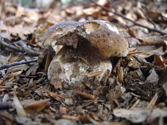 hríb smrekový Boletus edulis Bull.