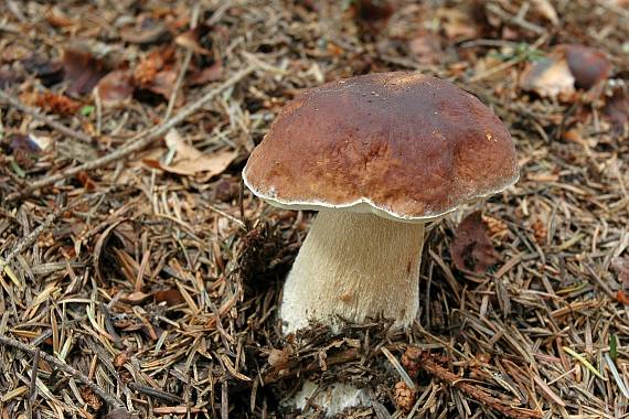 hríb smrekový Boletus edulis Bull.