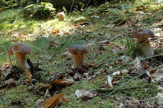 hríb smrekový Boletus edulis Bull.