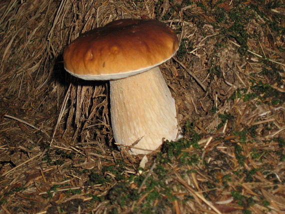 hríb smrekový Boletus edulis Bull.