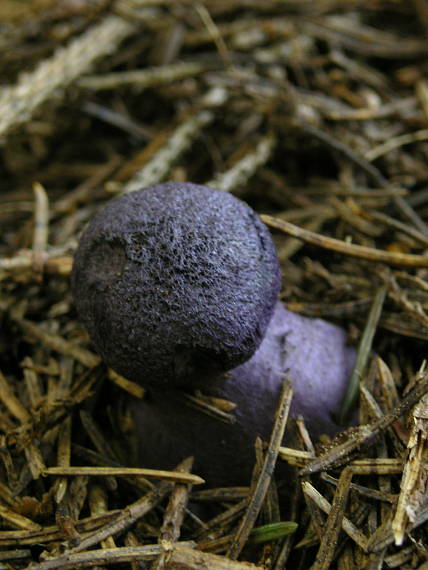 pavučinovec hercýnsky  	  	 Cortinarius hercynicus (Pers.) M.M. Moser