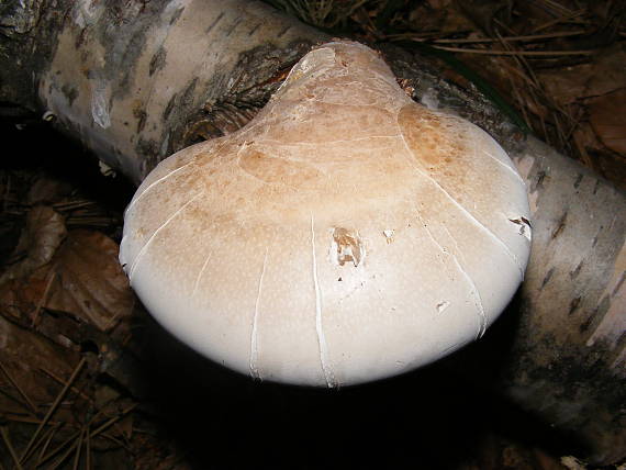 brezovník obyčajný Fomitopsis betulina (Bull.) B.K. Cui, M.L. Han & Y.C. Dai