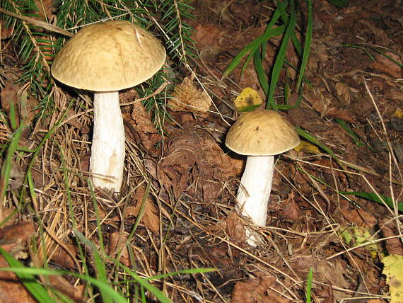 kozák hrabový Leccinum pseudoscabrum (Kallenb.) Šutara