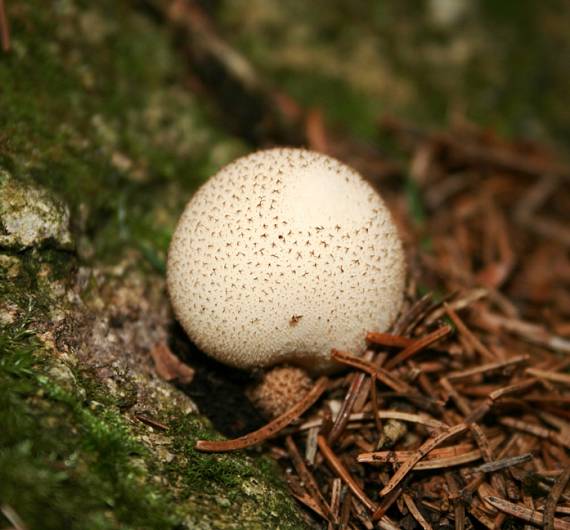 prášnica Lycoperdon sp.