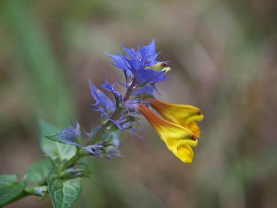 čermeľ hájny Melampyrum nemorosum L.