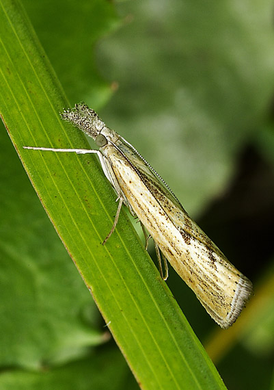 trávovec prúžkatý Agriphila inquinatella