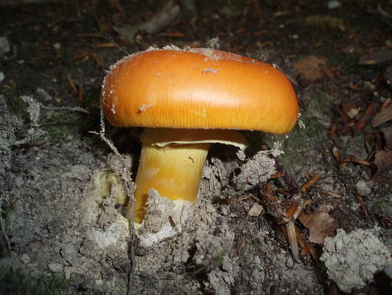 muchotrávka cisárska Amanita caesarea (Scop.) Pers.