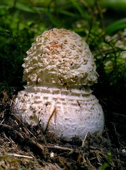 muchotrávka červenkastá Amanita rubescens Pers.