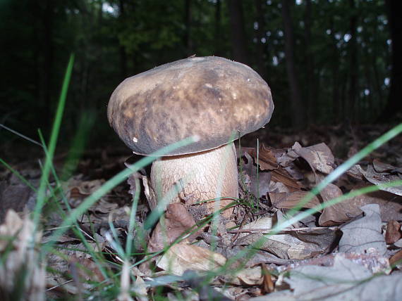 hríb bronzový Boletus aereus Bull. ex Fr.