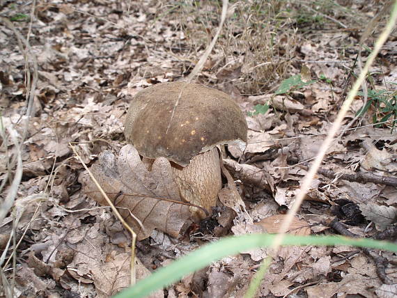 hríb bronzový Boletus aereus Bull. ex Fr.