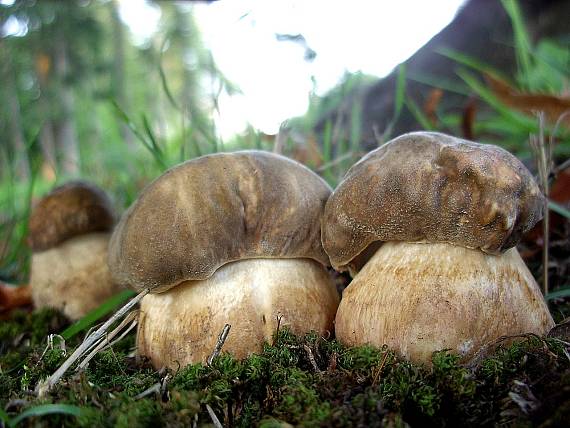 hríb bronzový Boletus aereus Bull. ex Fr.