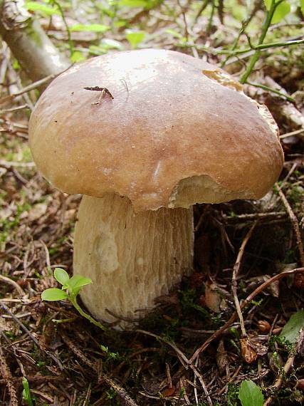 hríb smrekový Boletus edulis Bull.