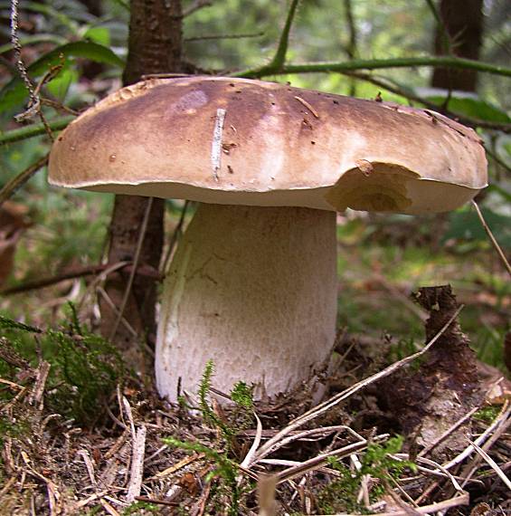 hríb smrekový Boletus edulis Bull.