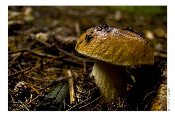 hríb smrekový Boletus edulis Bull.