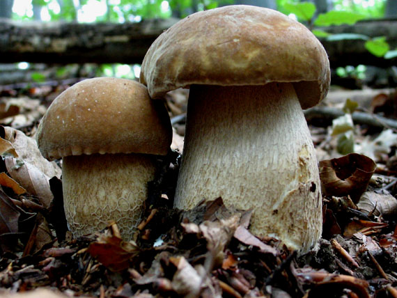 hríb dubový Boletus reticulatus Schaeff.