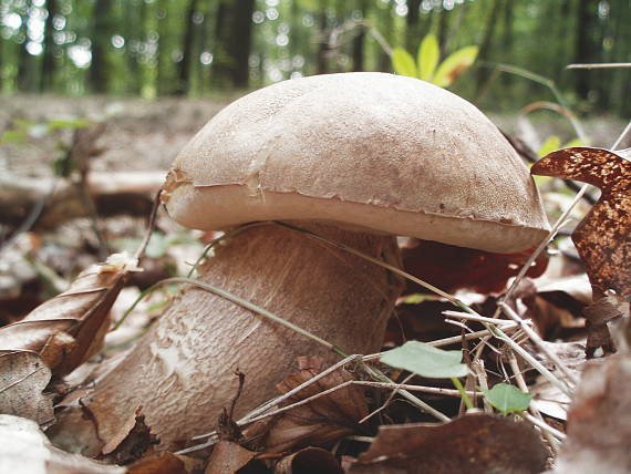 hríb dubový Boletus reticulatus Schaeff.