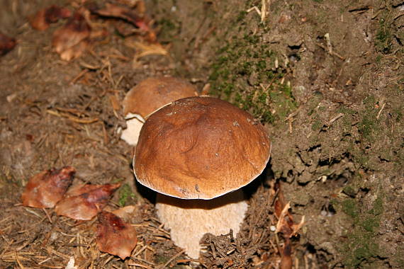 hrib - Dubak Boletus sp.