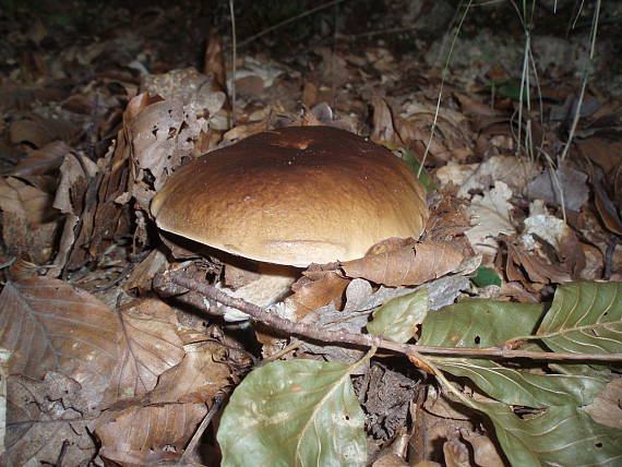 hríb Boletus sp.