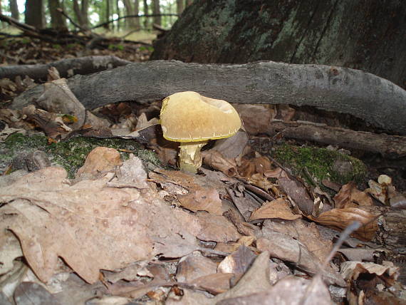 suchohríb plstnatý Boletus subtomentosus L.