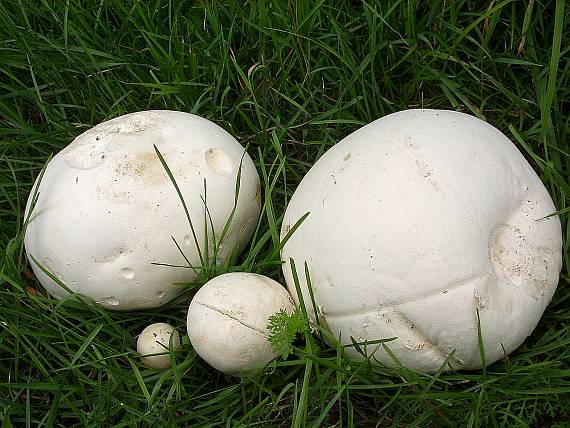 vatovec obrovský Calvatia gigantea (Batsch) Lloyd