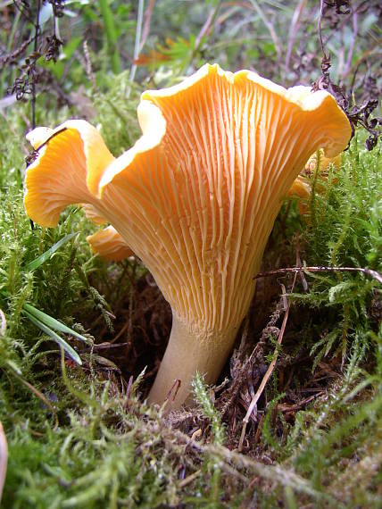 kuriatko jedlé Cantharellus cibarius Fr.