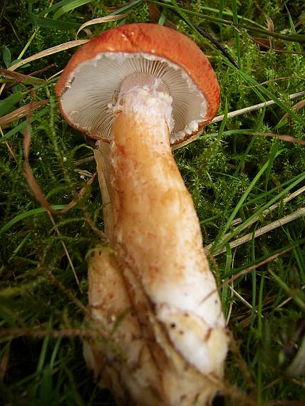 zrnivka rumelková Cystodermella cinnabarina (Alb. & Schwein.) Harmaja