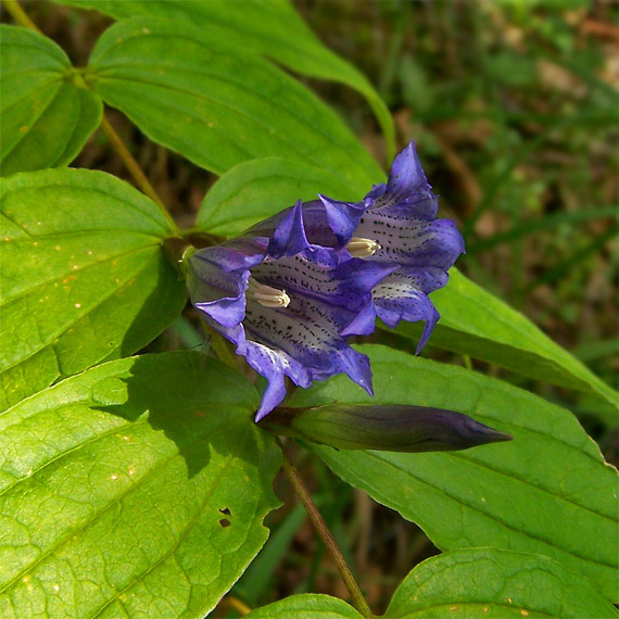 horec luskáčovitý Gentiana asclepiadea L.